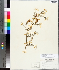 Vicia villosa subsp. varia image