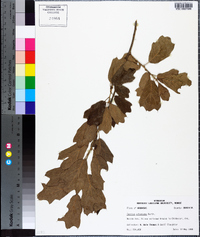 Quercus arkansana image