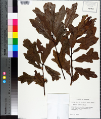 Quercus austrina image