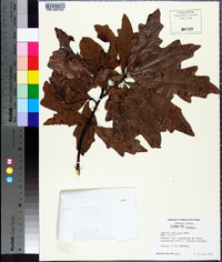 Quercus austrina image