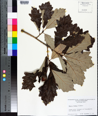 Quercus bicolor image