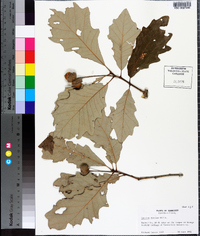 Quercus bicolor image