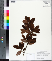 Quercus chapmanii image