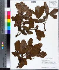 Quercus chapmanii image