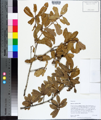 Quercus hemisphaerica image