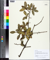 Quercus hemisphaerica image