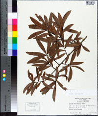 Quercus hemisphaerica image