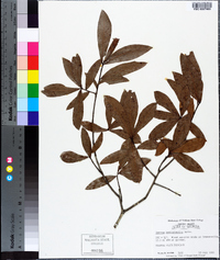 Quercus hemisphaerica image