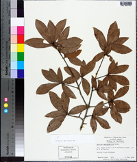 Quercus hemisphaerica image