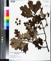 Quercus ilicifolia image