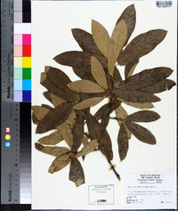 Quercus imbricaria image