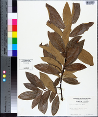 Quercus imbricaria image