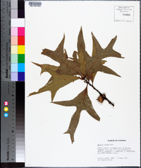 Quercus laevis image