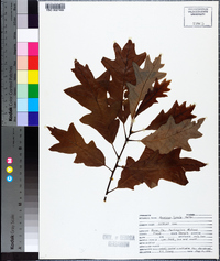 Quercus lyrata image