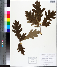 Quercus lyrata image