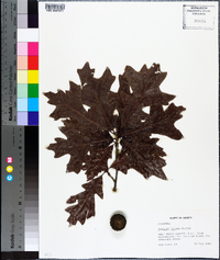 Quercus lyrata image