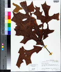 Quercus lyrata image