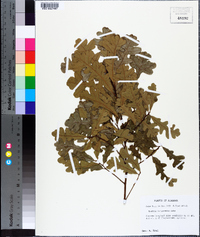 Quercus margarettae image