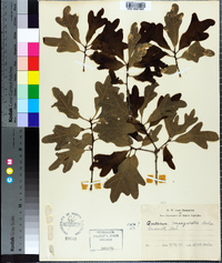 Quercus margarettae image