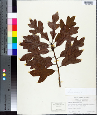 Quercus margarettae image