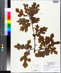 Quercus margarettae image