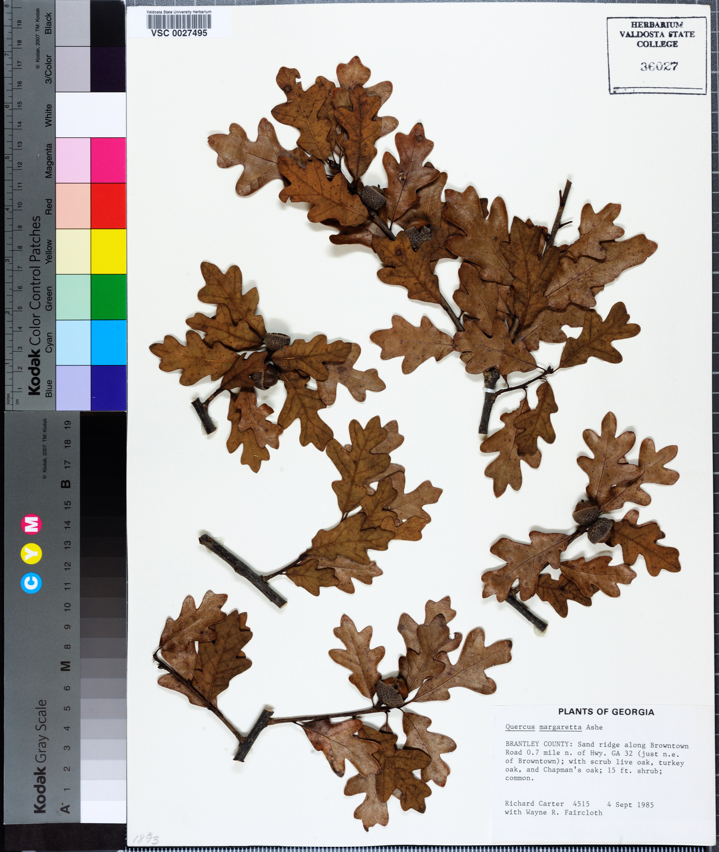 Quercus margarettae image