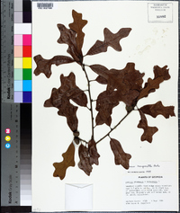 Quercus margarettae image