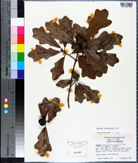 Quercus margarettae image