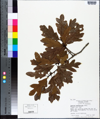 Quercus margarettae image