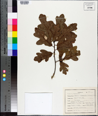 Quercus margarettae image