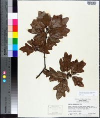 Quercus margarettae image