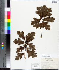 Quercus margarettae image