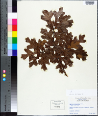 Quercus margarettae image