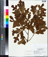 Quercus margarettae image