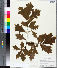 Quercus margarettae image