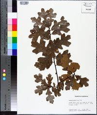 Quercus margarettae image