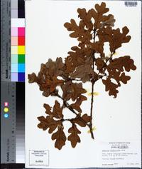 Quercus margarettae image