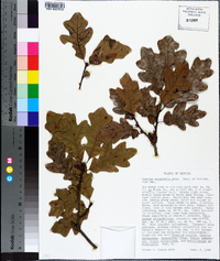 Quercus margarettae image