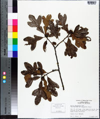 Quercus margarettae image