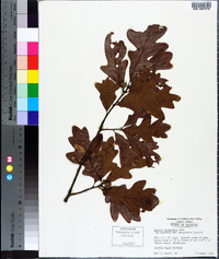 Quercus margarettae image