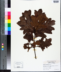 Quercus margarettae image