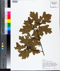 Quercus margarettae image