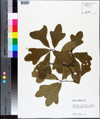 Quercus margarettae image