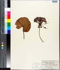 Pelargonium domesticum image