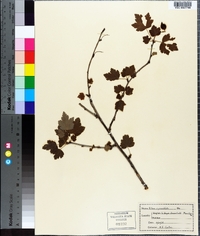 Ribes cynosbati image