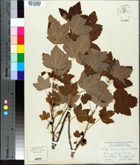 Ribes hudsonianum image