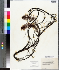 Myriophyllum aquaticum image