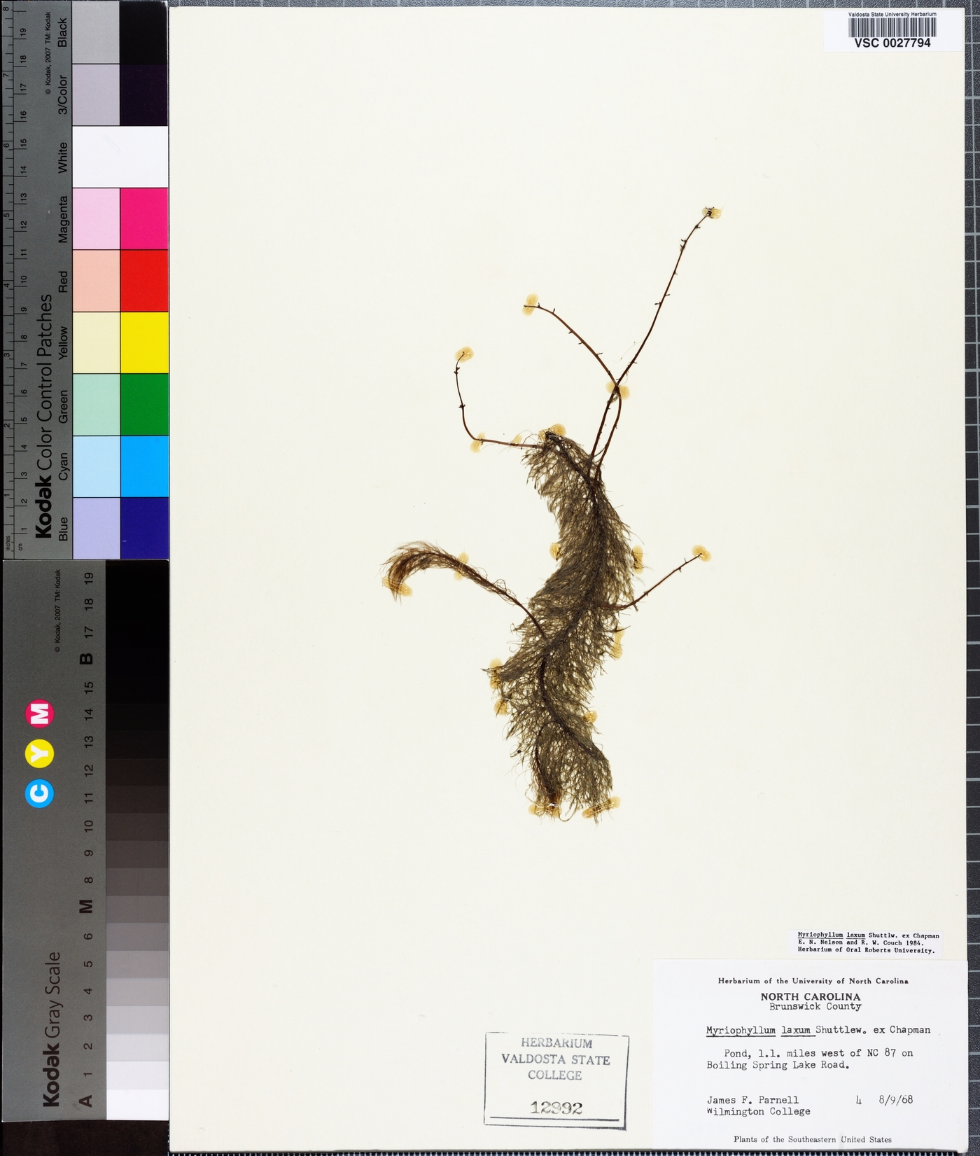 Myriophyllum laxum image
