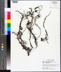 Myriophyllum sibiricum image