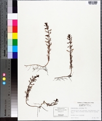 Proserpinaca pectinata image